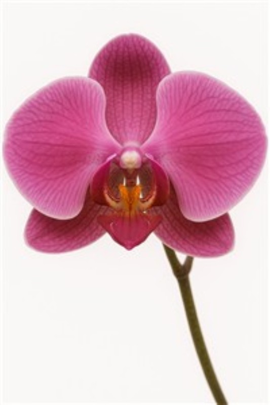 Elegant Pink Orkidé i Fokus - Oplev den betagende skønhed af en pink orkidé med en imponerende detaljegrad. Dens unikke form og strålende farver bringer liv og elegance til ethvert rum.