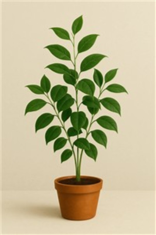Frodig Grøn Plante i Lerkrukke - Denne frodige plante med dens grønne blade bringer liv og fornyelse til ethvert rum. Den enkle lerkrukke og den neutrale baggrund skaber en harmonisk atmosfære, der passer perfekt ind i din indretning.